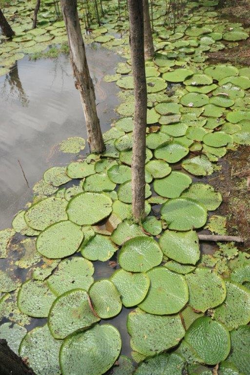 rio-negro-solimoes